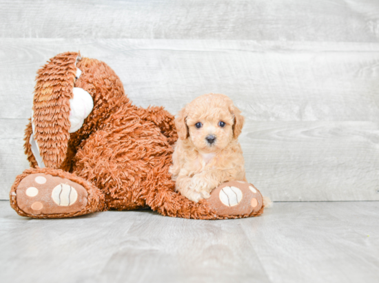 Adorable Cavoodle Poodle Mix Puppy