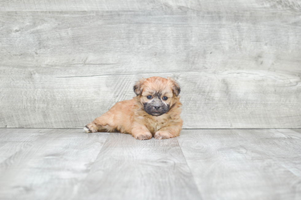 Teddy Bear Puppies for Sale Shichon Puppies