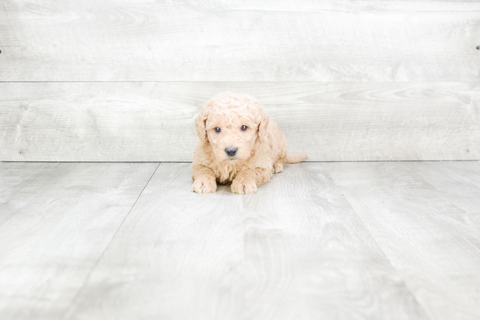 Meet Sonny - our Mini Goldendoodle Puppy Photo 1/3 - Premier Pups