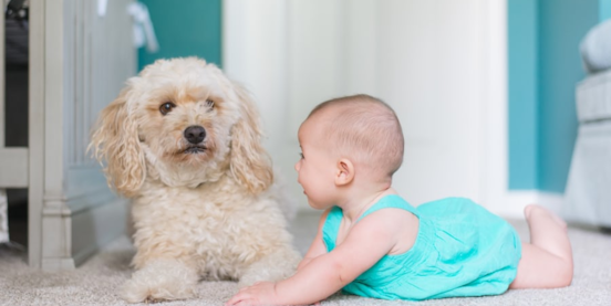 20 Best Dogs for Kids