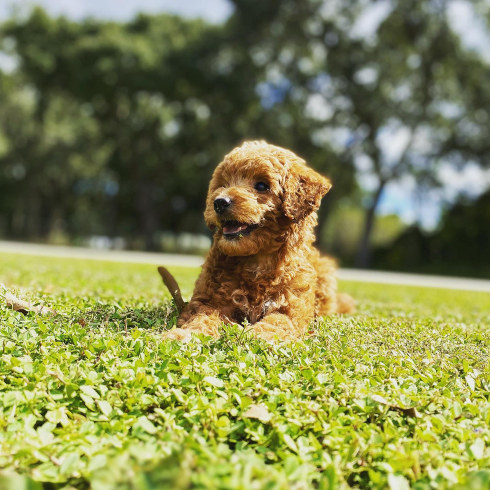 small mini goldendoodle puppy sitting on grass