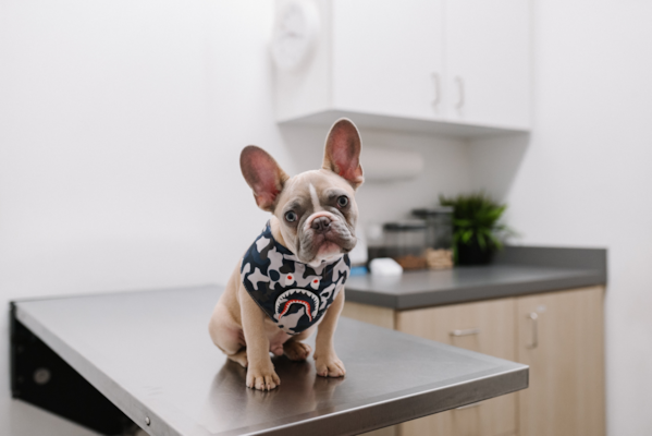 2023 Vet Visit Schedule: How Often To Take Your Dog To The Vet