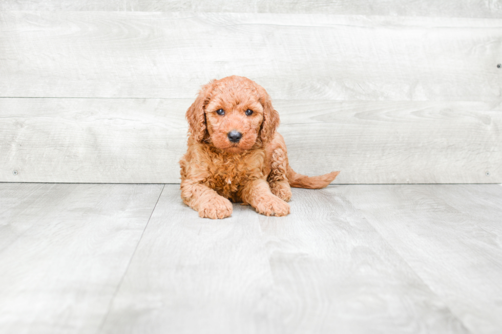 Meet Vaughn - our Mini Goldendoodle Puppy Photo 2/3 - Premier Pups