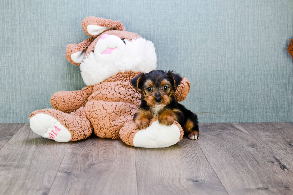 Meet Wayne - our Yorkshire Terrier Puppy Photo 