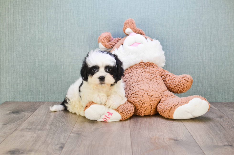 where can i get a teddy bear puppy