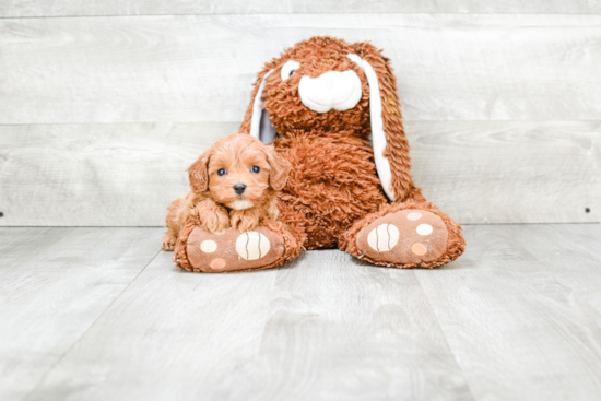 Cavapoo Pup Being Cute