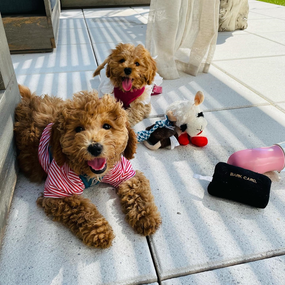 2 browwn and curly Cavapoo dogs