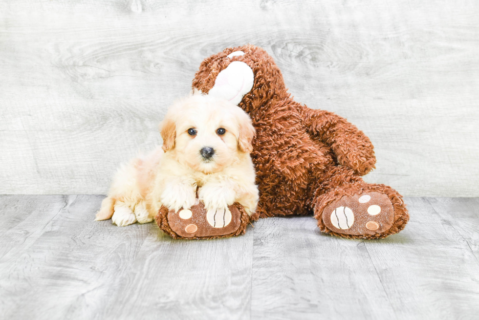Meet Rover - our Mini Goldendoodle Puppy Photo 3/4 - Premier Pups