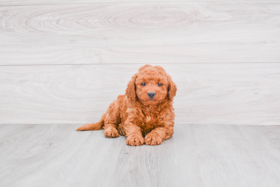 Mini Goldendoodle Puppy for Adoption