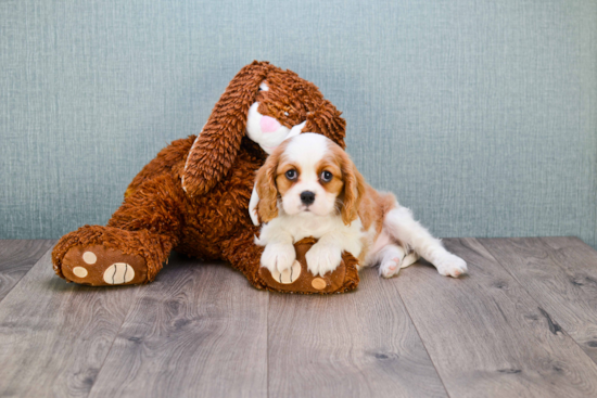 Akc Registered Cavalier King Charles Spaniel Baby