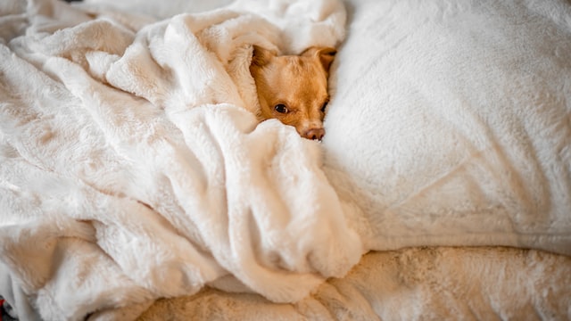 small dog sleeping in human bed