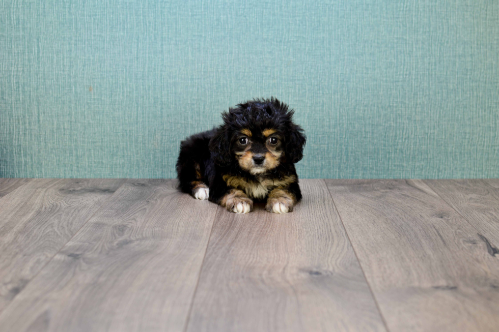 Meet Peewee - our Cavachon Puppy Photo 