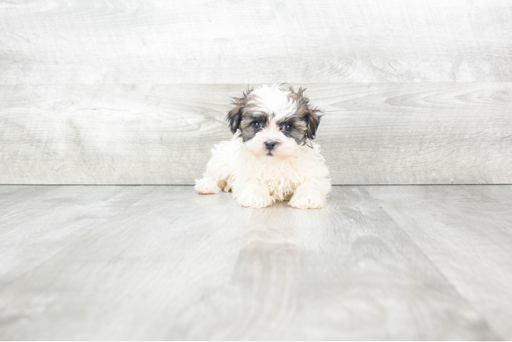 Meet Carolina - our Havanese Puppy Photo 1/4 - Premier Pups