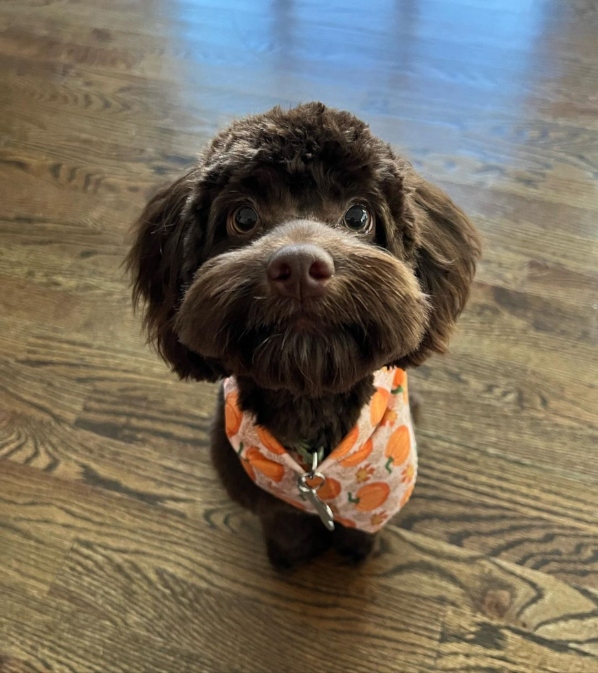 adorable cockapoo dog sitting on a wooden floor looking up. cockapoo breeders best puppies 
