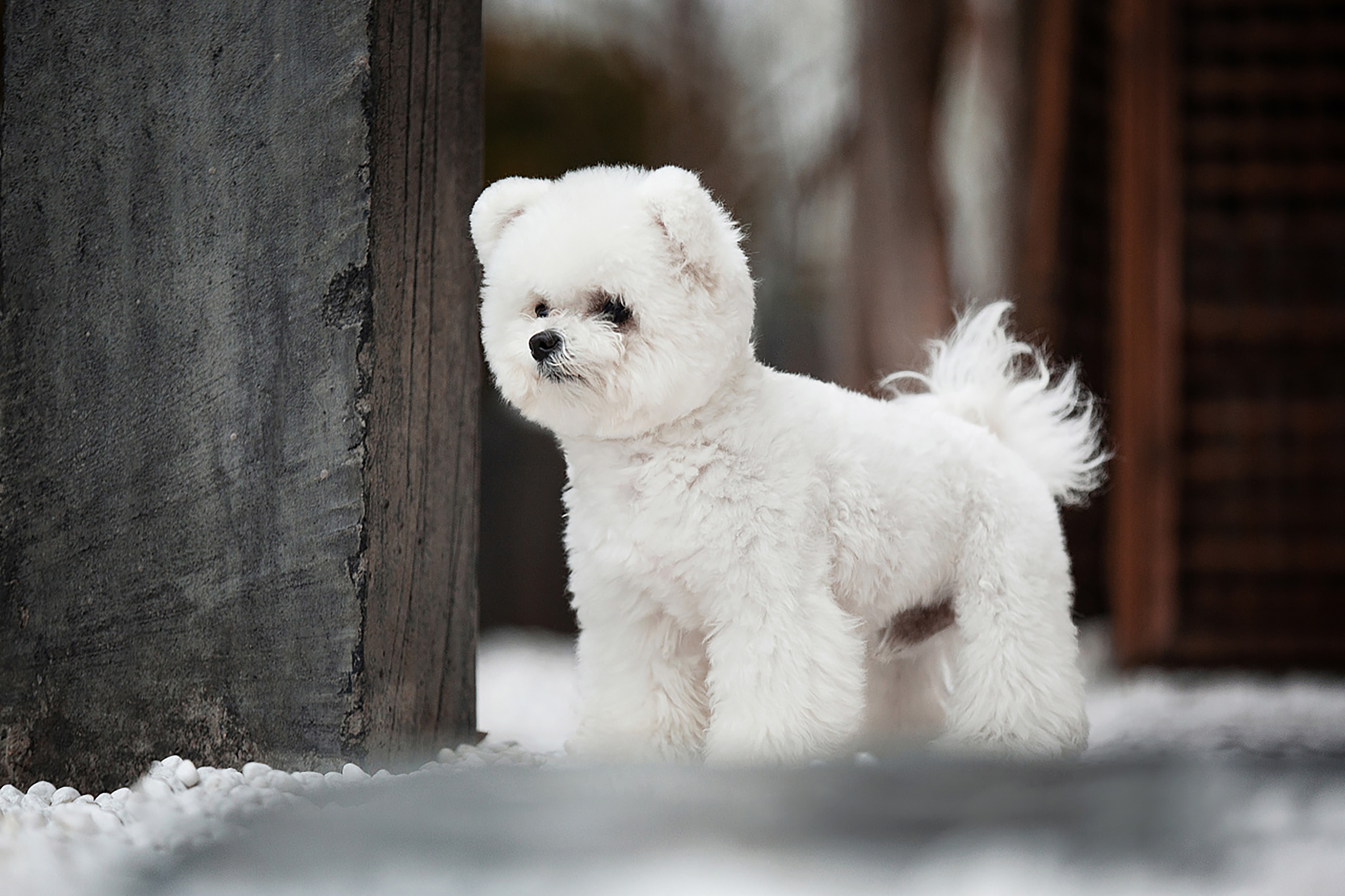 white pomapoo dog