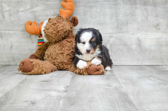 Mini Aussiedoodle Pup Being Cute