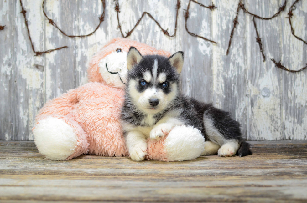Best Siberian Husky Baby