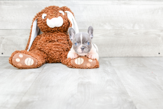 Best French Bulldog Baby