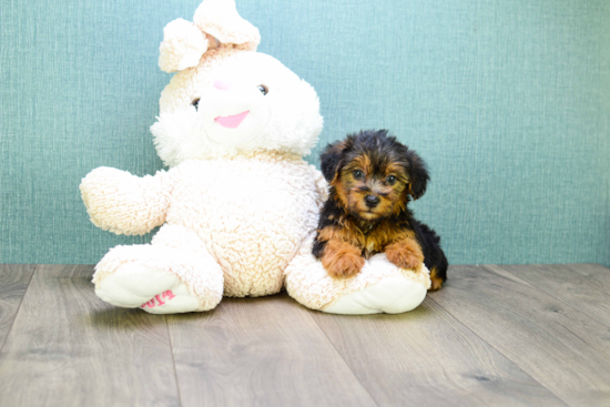 Small Yorkie Poo Baby