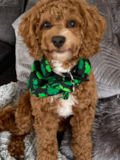 Small Cocker Spaniel Poodle Mix Pup