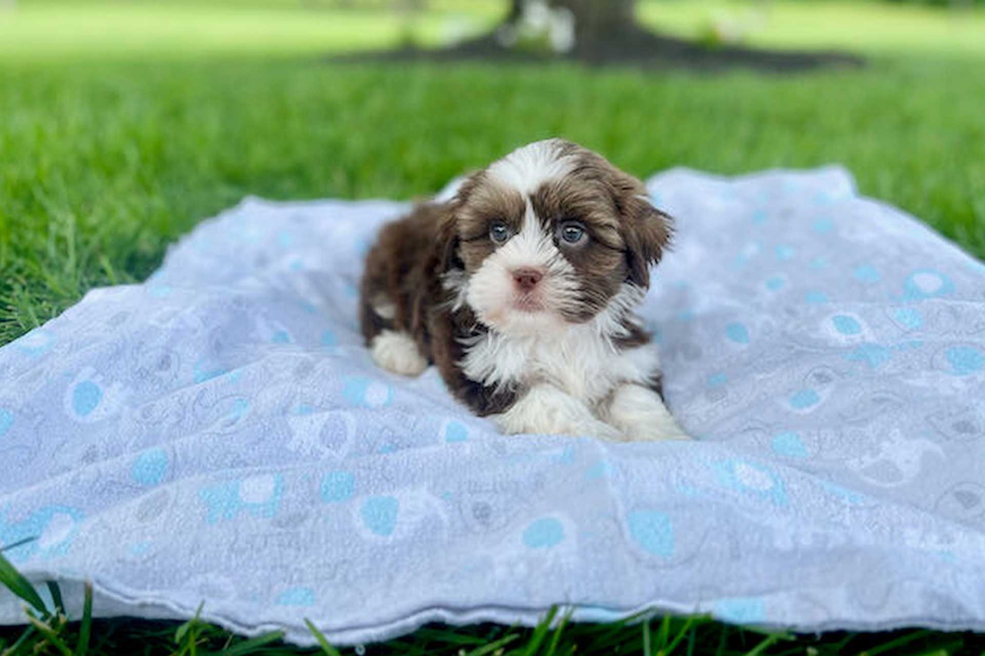 Cutest 2024 hypoallergenic puppies