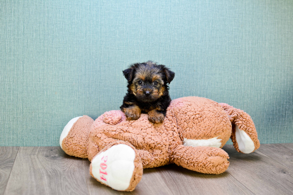 Meet Zoro - our Yorkshire Terrier Puppy Photo 