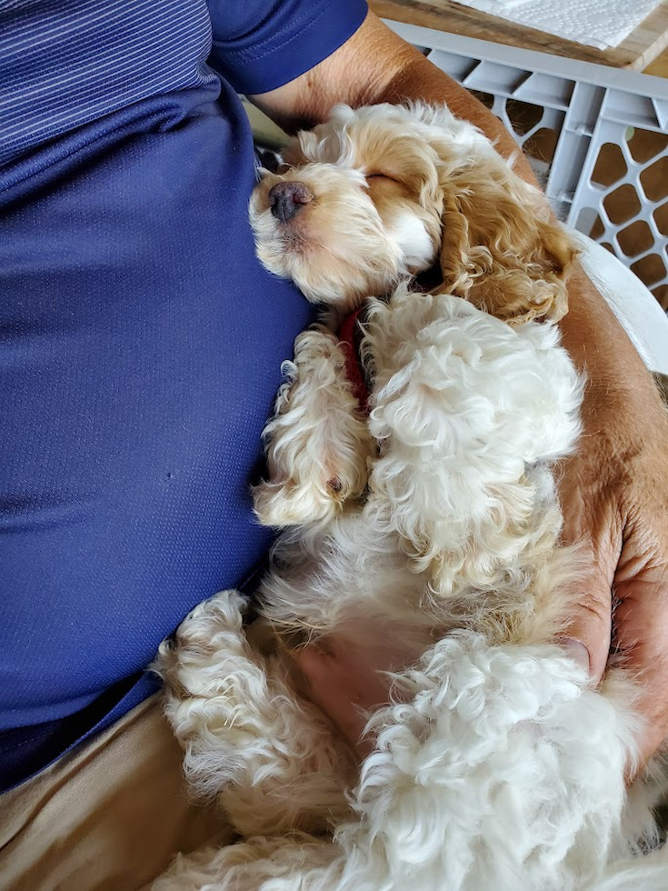 sweet cockapoo dog sleeping in its owner's arms