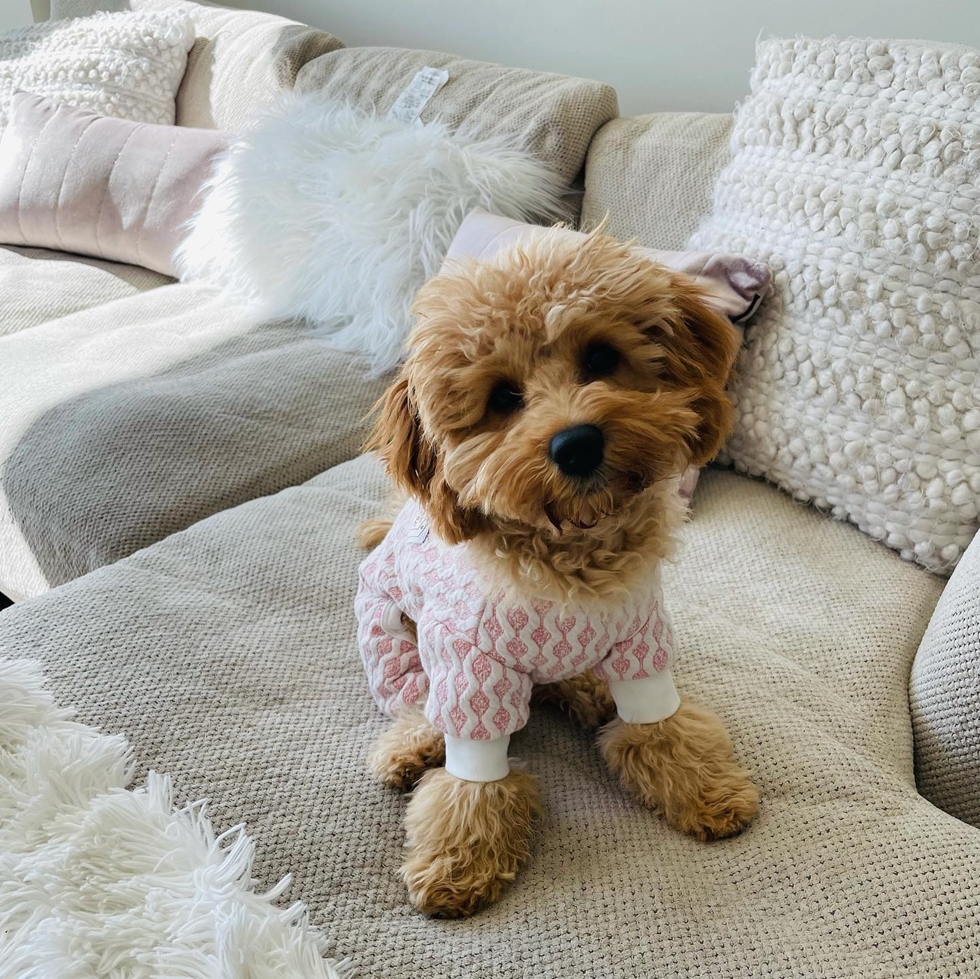 Laid-back and affectionate Cavapoo ideal for families with kids