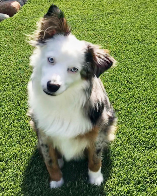 Mini Aussie Puppies for Sale - Buy Now! - Premier Pups