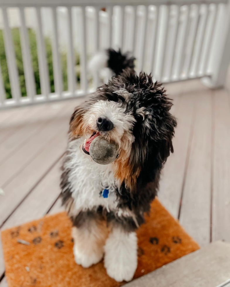 a tricolor mini bernedoodle on a white porch with a tennis ball in its mouth - f1 mini bernedoodle dog