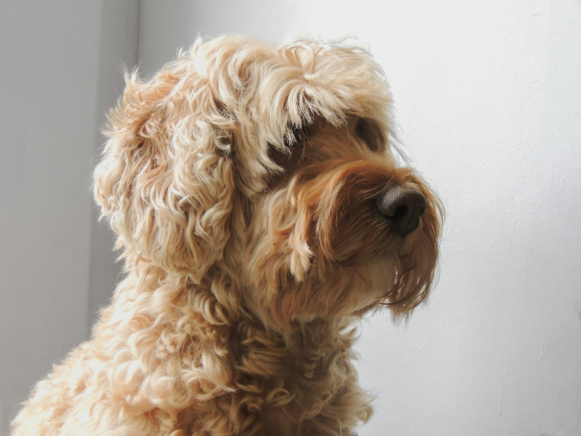 mini cockapoo full grown dog looking sideways