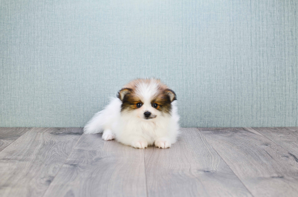 Small breed puppies for sale Teacup Pups for sale in Ohio Premier Pups