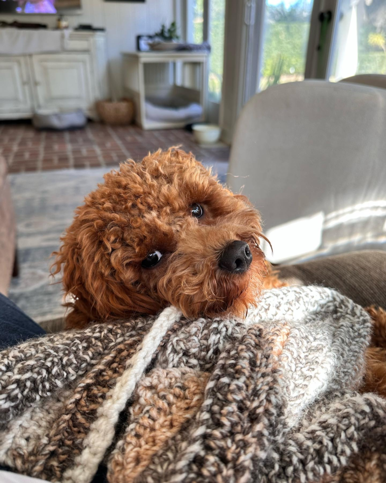 brown cockapoo dog sitting on a couch - cockapoo training