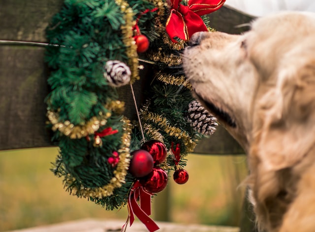 dog sniffing a Christmas wreath