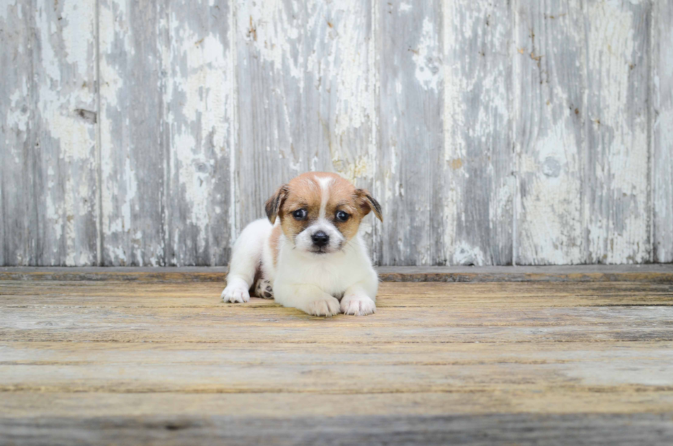 Terrier Mix Pup Being Cute