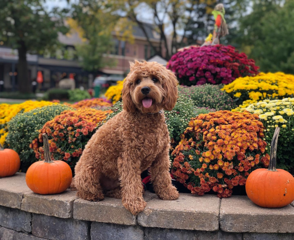adult cockapoo sitting near flowers and pumpkins. cockapoo hypoallergenic
