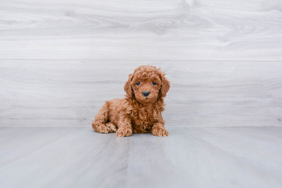 Meet Peach - our Cockapoo Puppy Photo 3/3 - Premier Pups