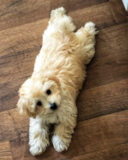 Sweet Bichonpoo Poodle Mix Pup