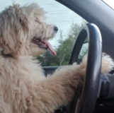 Mini Goldendoodle Being Cute