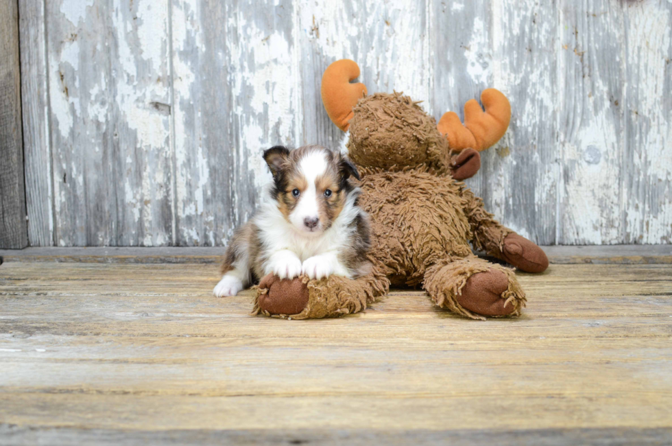 Premier Pups for sale in Ohio Buy or adopt a puppy breed on Premier Pup