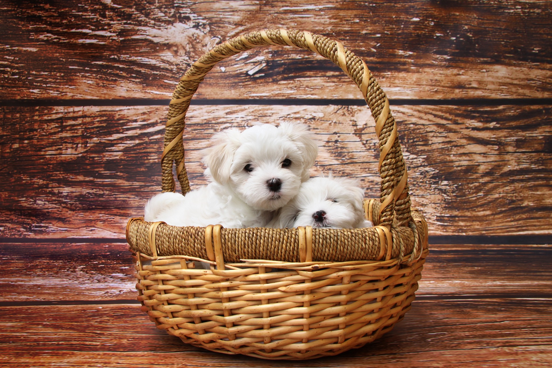 basket with two teacup maltese dogs inside