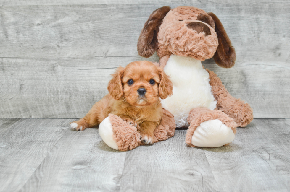 Cavalier King Charles Spaniel puppies for sale Small