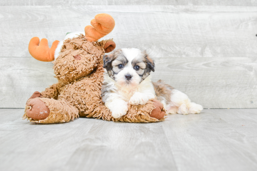 Meet Kameron - our Teddy Bear Puppy Photo 1/2 - Premier Pups