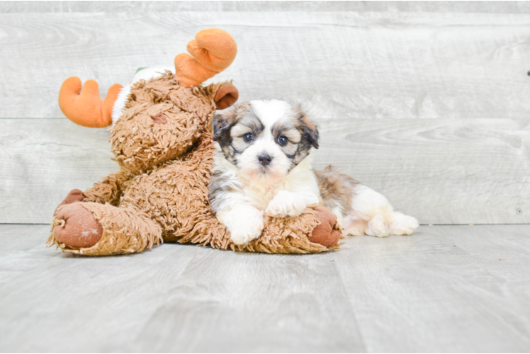 Meet Kameron - our Teddy Bear Puppy Photo 1/2 - Premier Pups