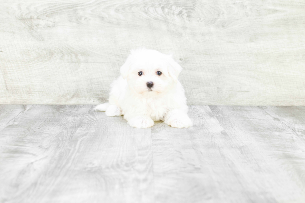 Meet Brady - our Maltese Puppy Photo 3/3 - Premier Pups
