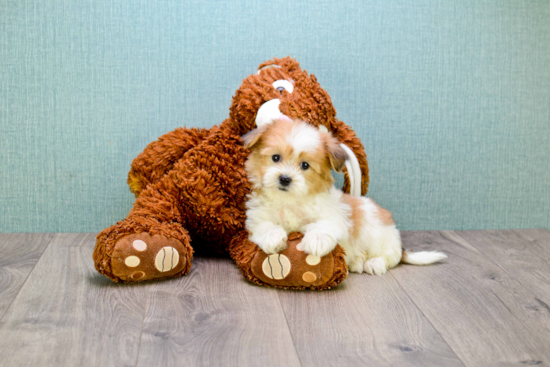 Teddy Bear Puppy for Adoption