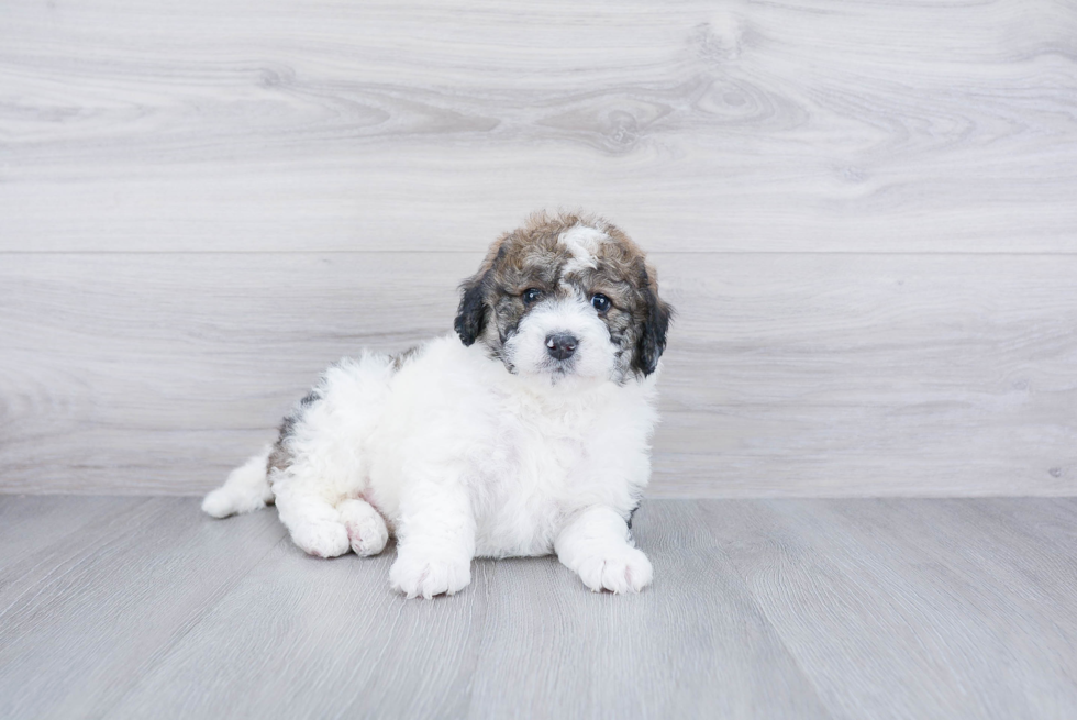 Meet Journee - our Mini Bernedoodle Puppy Photo 2/3 - Premier Pups
