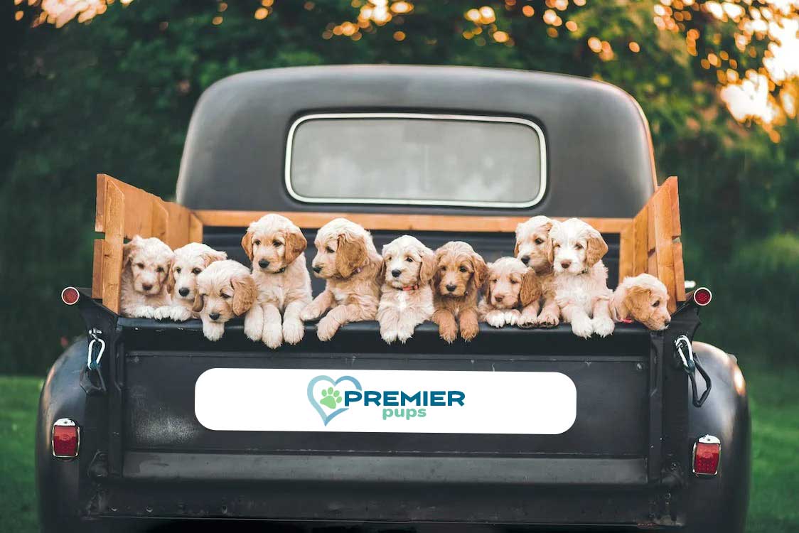 cream puppies in a black pick up truck