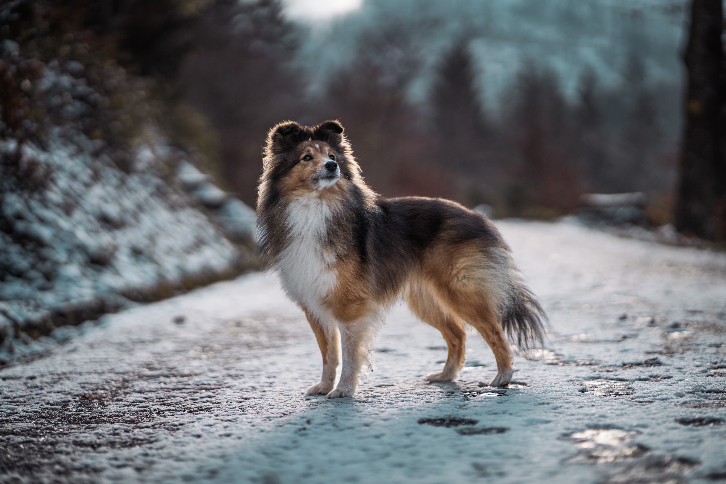 shetland sheepdog on snowy road