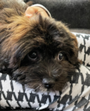 Puppy For Sale Premier Pups Shih Poo Being Cute
